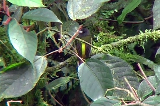 Ornate Flycatcher (Eastern) - ML338469231