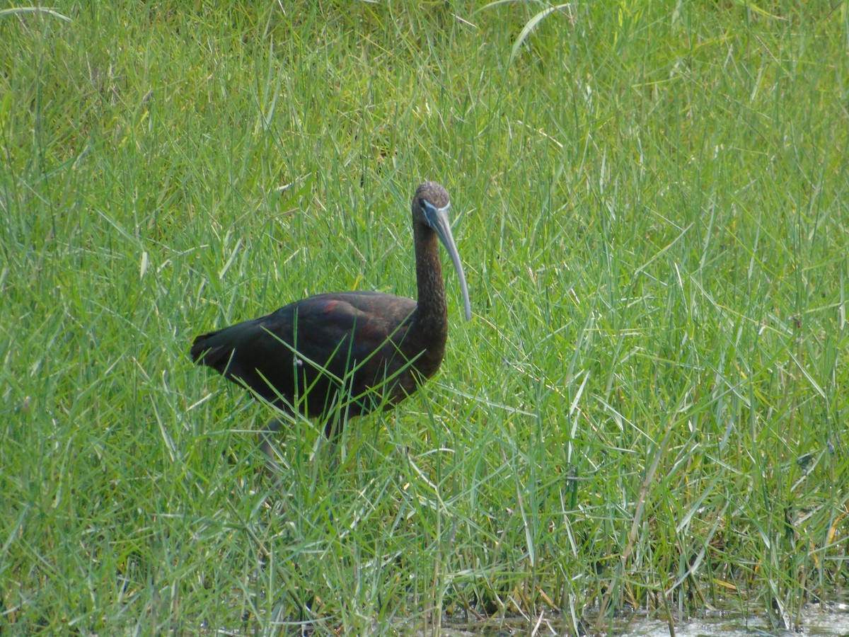 ibis hnědý - ML33846931