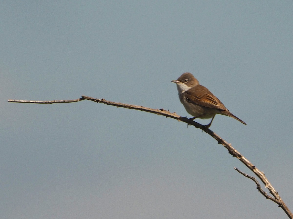 Greater Whitethroat - ML338470301