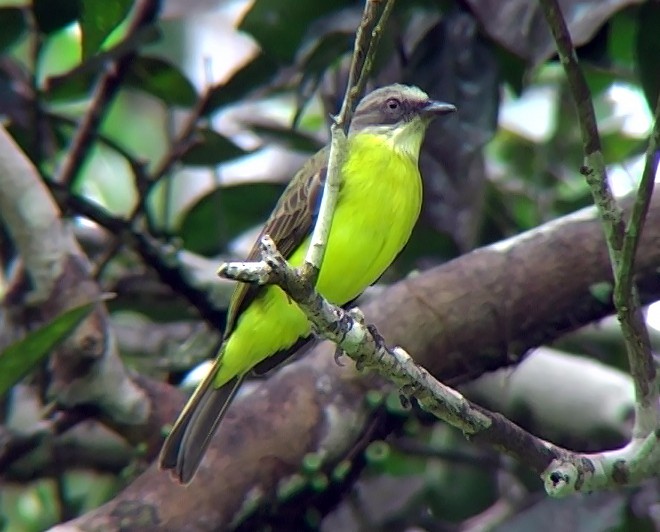 Gray-capped Flycatcher - ML338472571