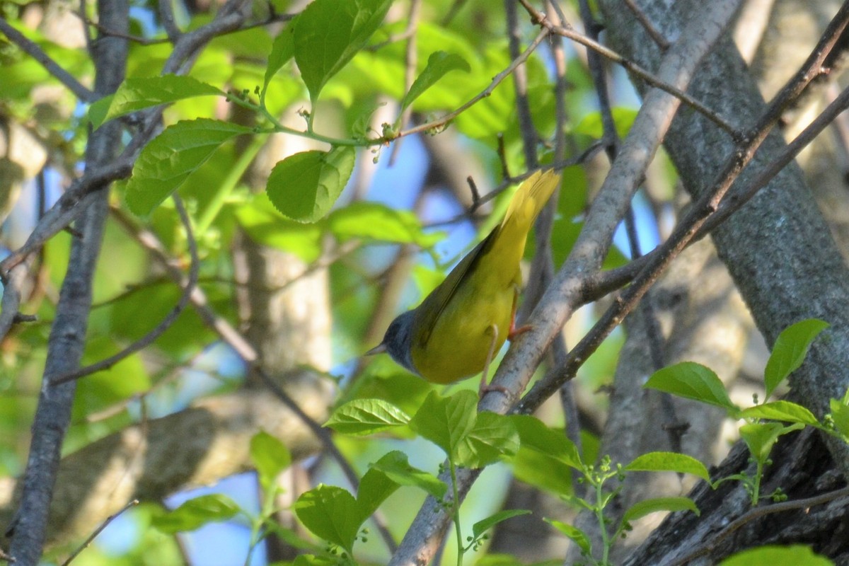 Mourning Warbler - ML338473691