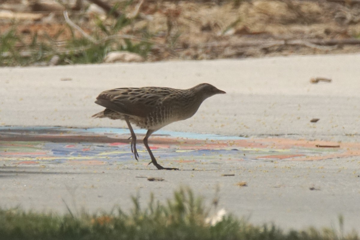 Corn Crake - ML338474081