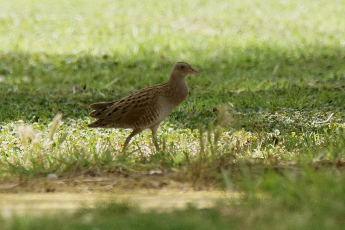 Corn Crake - ML338474121