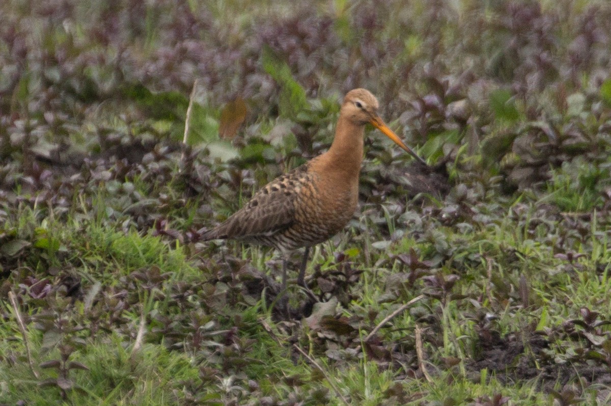 Black-tailed Godwit - ML338474211