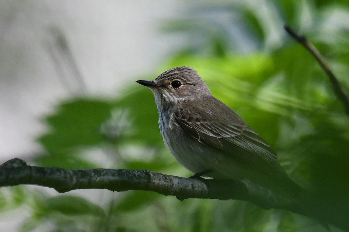 Spotted Flycatcher - ML338474711