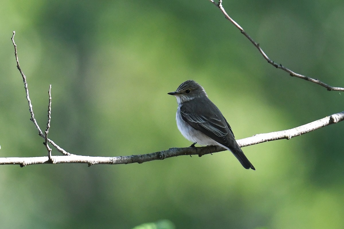 Spotted Flycatcher - ML338474901