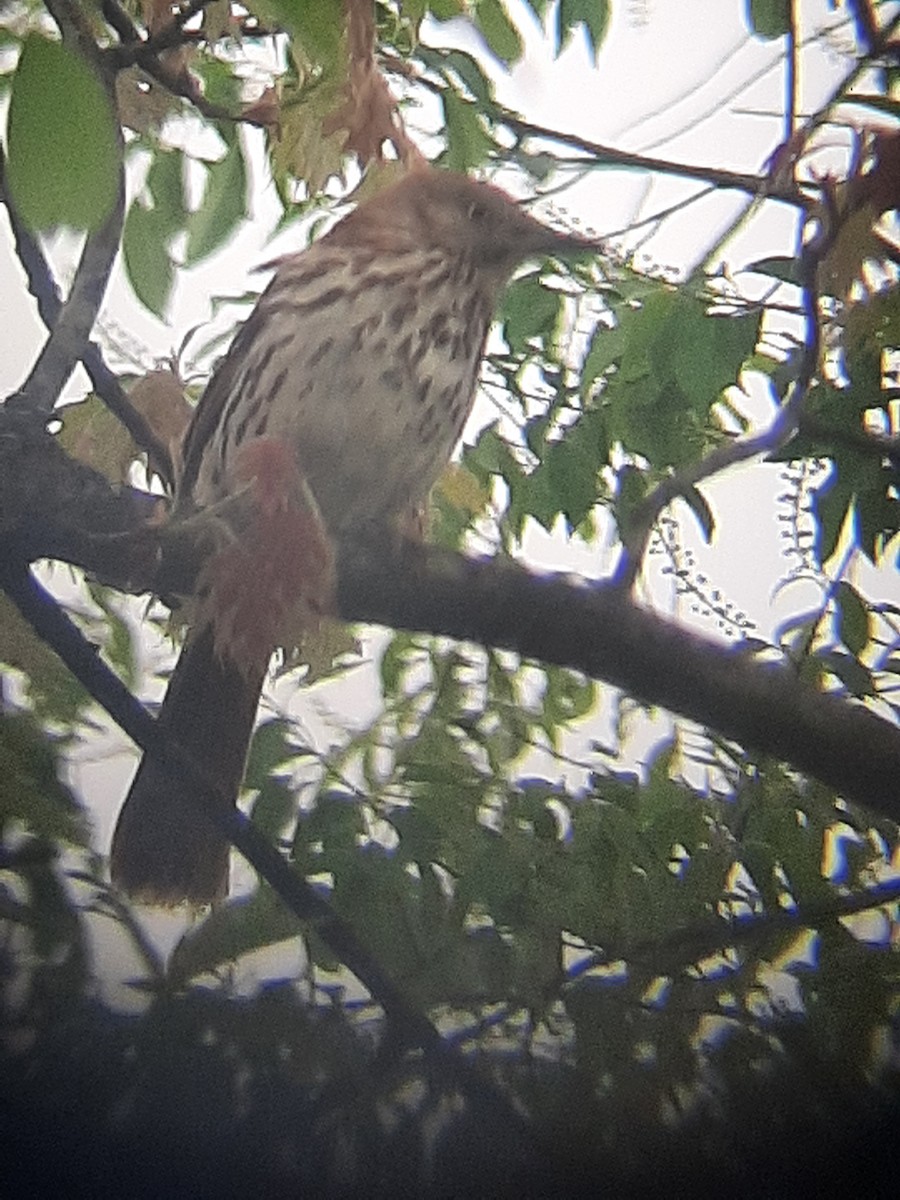 Brown Thrasher - Hazem Alkhan