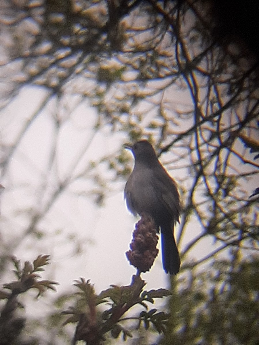 Gray Catbird - Hazem Alkhan