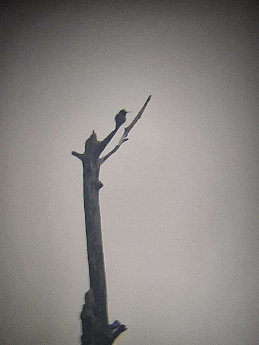 Yakut Boğazlı Kolibri - ML338477271