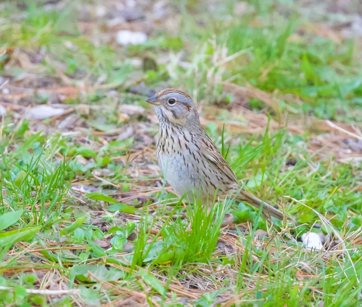 Lincoln's Sparrow - ML338477311