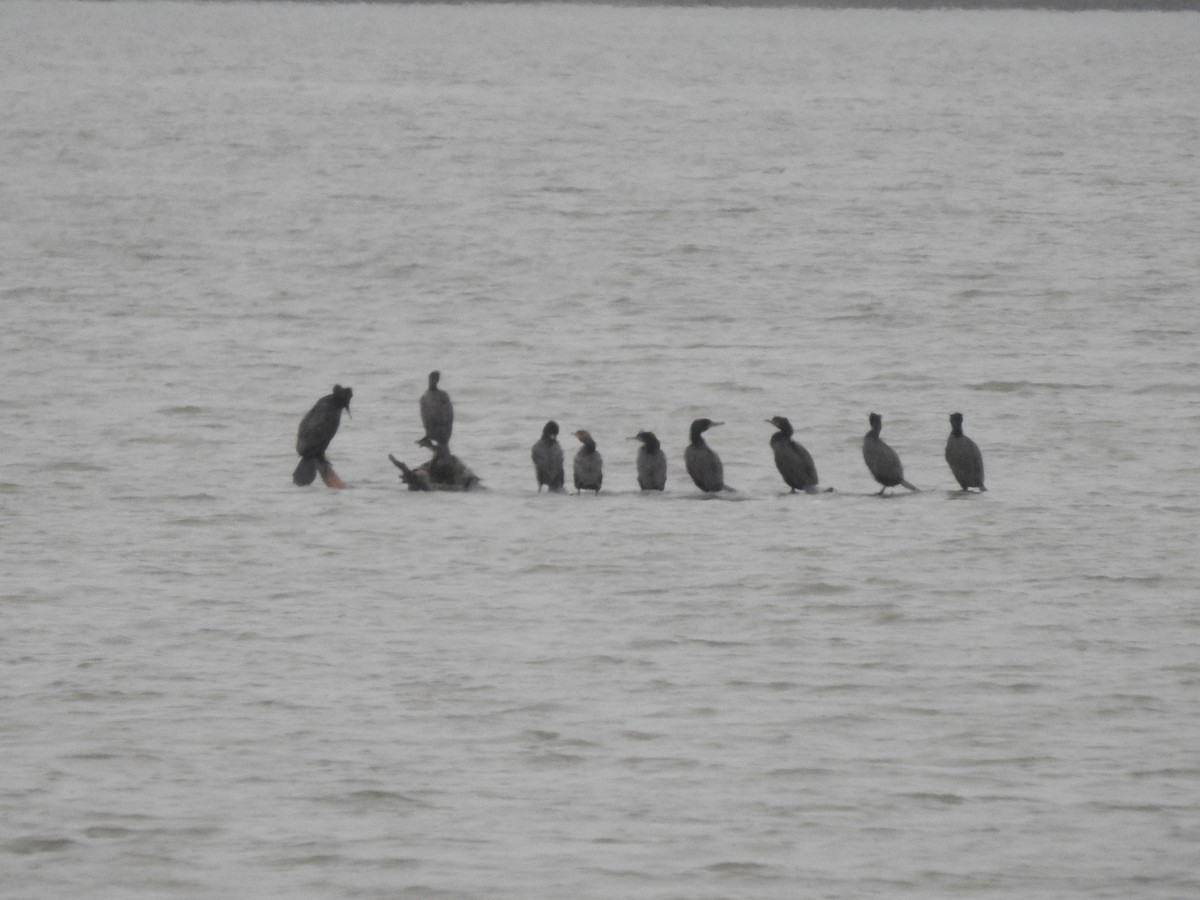 Double-crested Cormorant - ML338477561