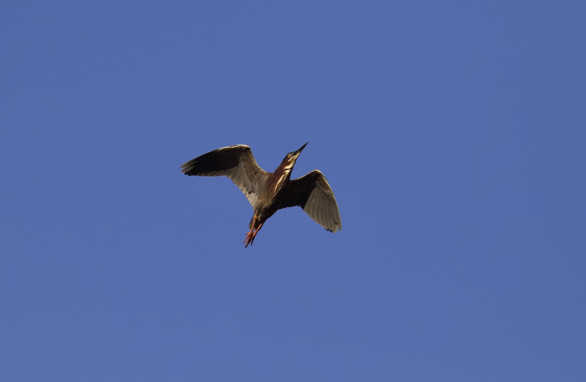 Green Heron - ML338477771