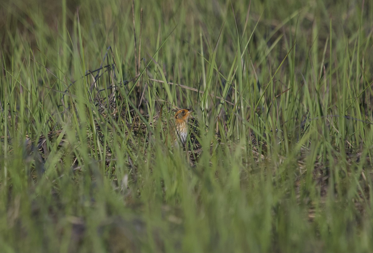 Saltmarsh Sparrow - Mary Keleher