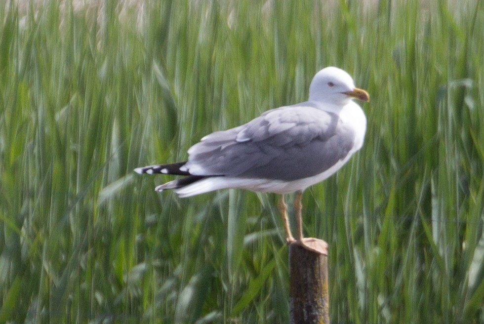 Gaviota Patiamarilla - ML338478801