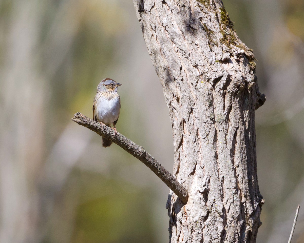 Lincoln's Sparrow - Beth Miller