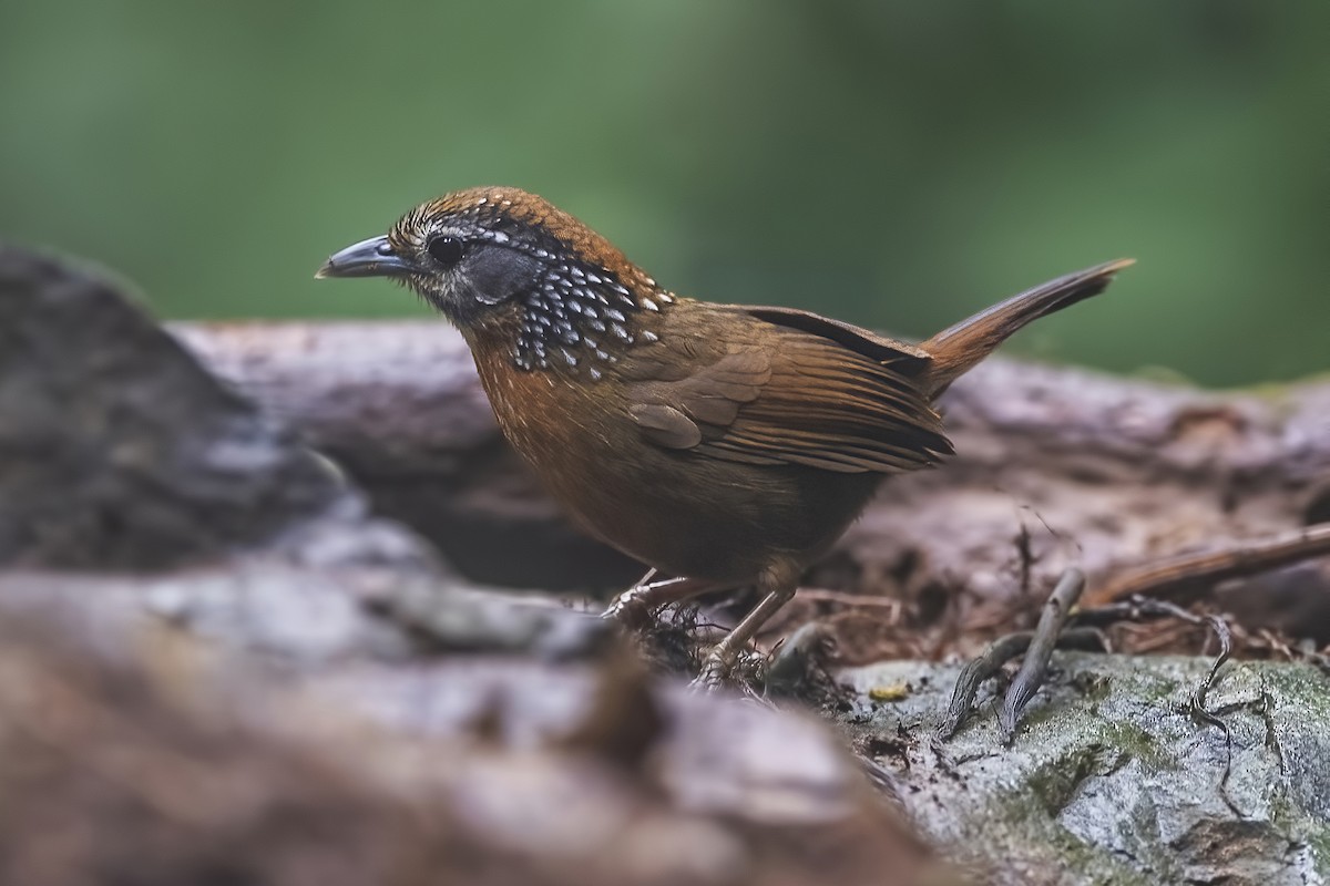 Spot-necked Babbler - Ngoc Sam Thuong Dang