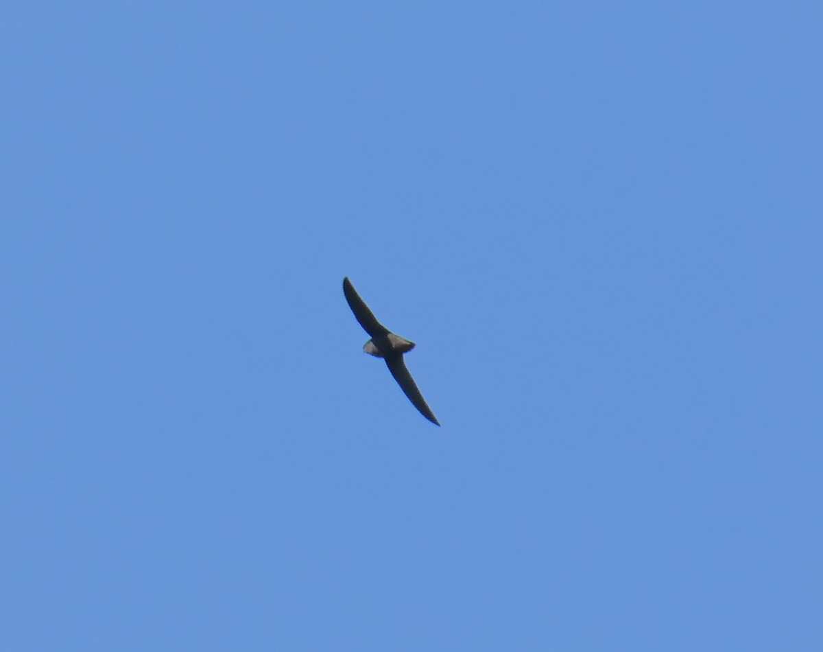 Chimney Swift - ML338485071