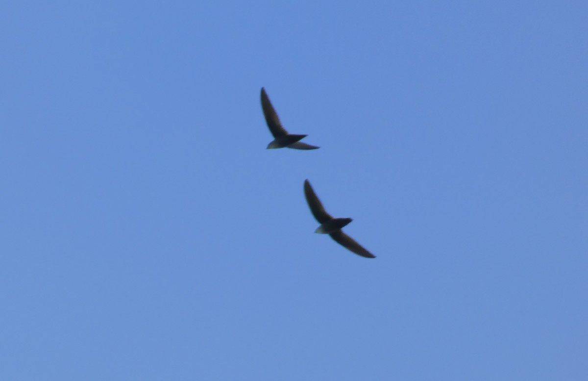 Chimney Swift - ML338485141