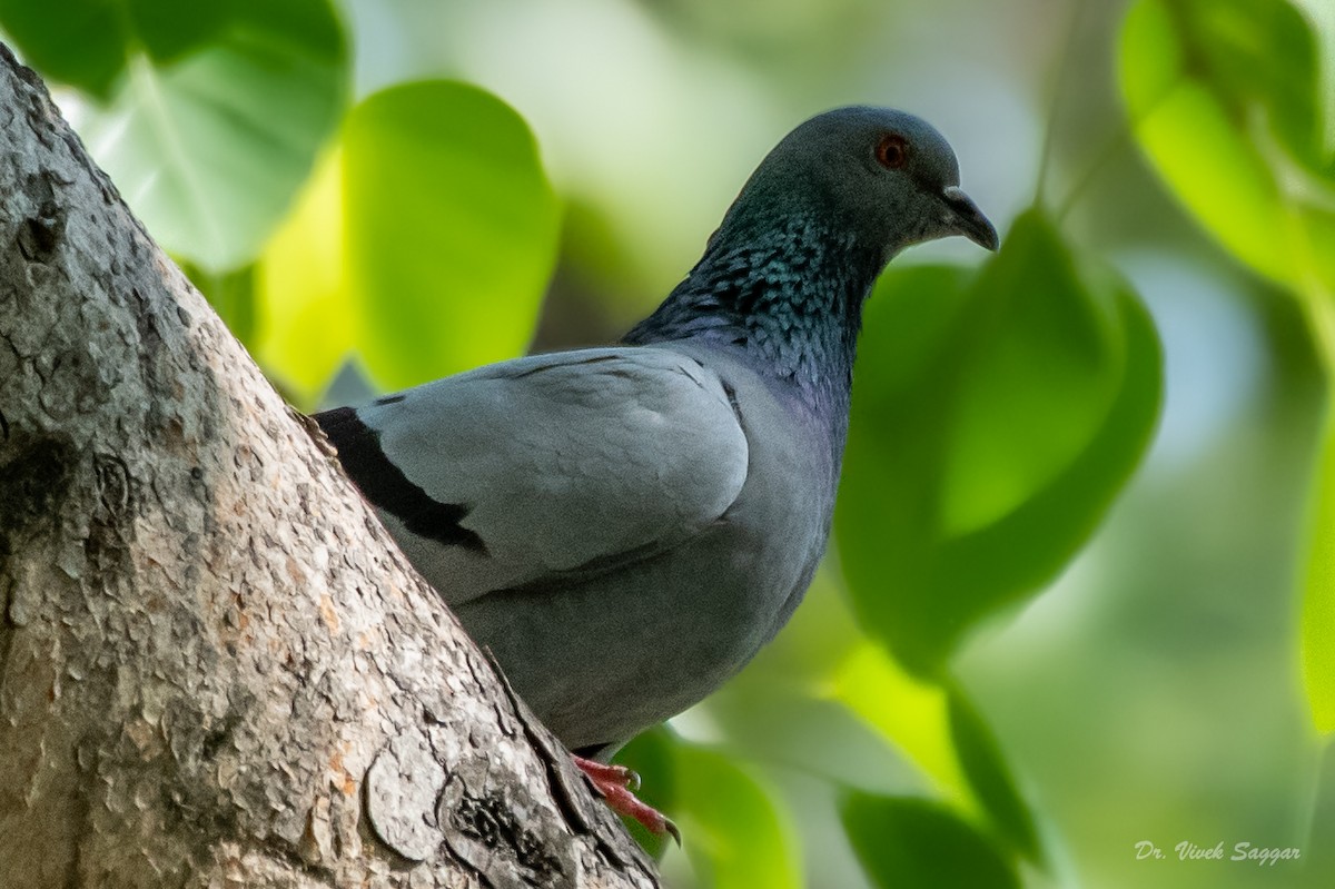 Rock Pigeon (Feral Pigeon) - ML338486721