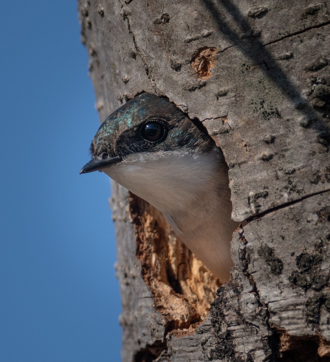 Tree Swallow - ML338487161