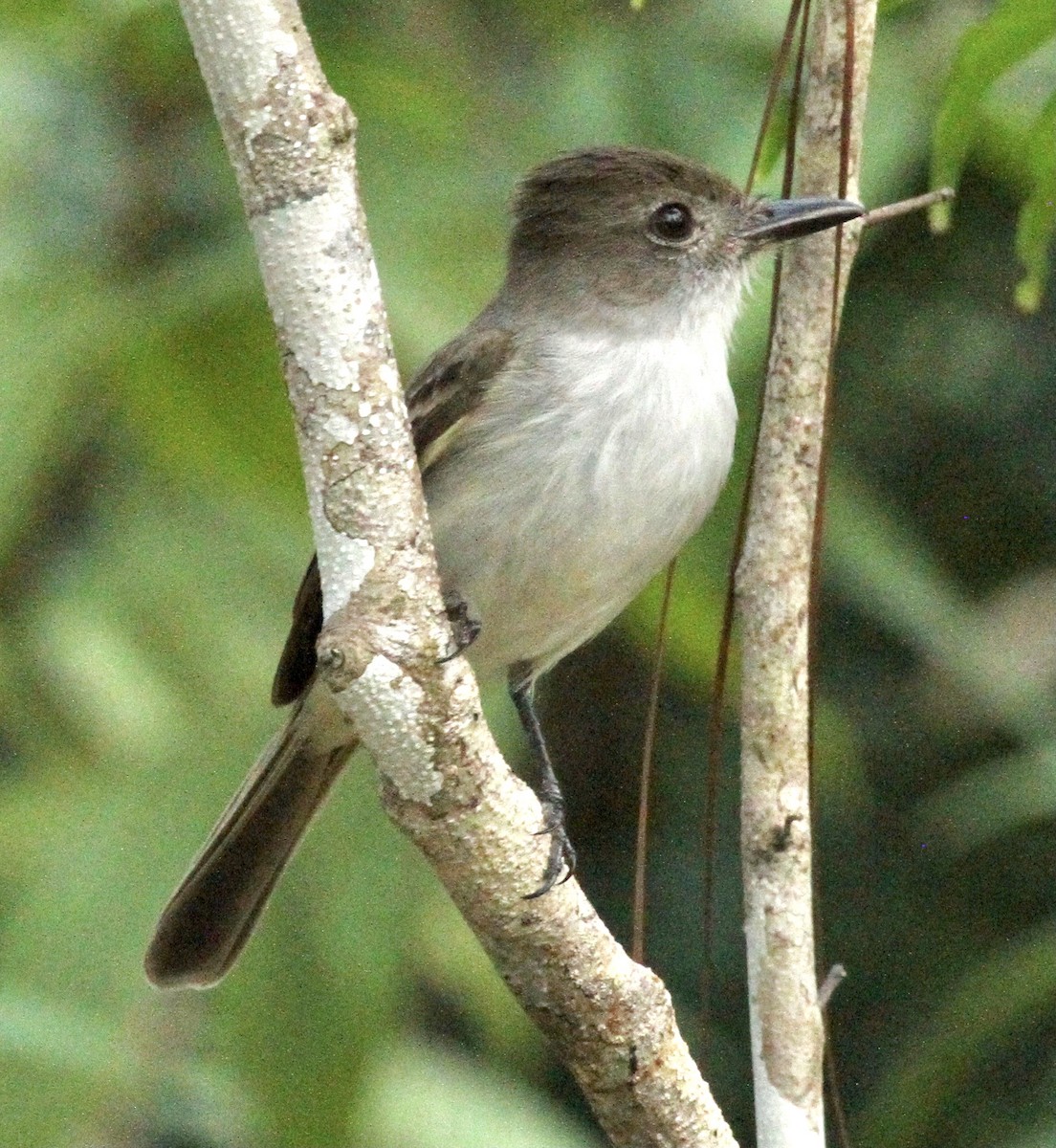 La Sagra's Flycatcher - ML338489471