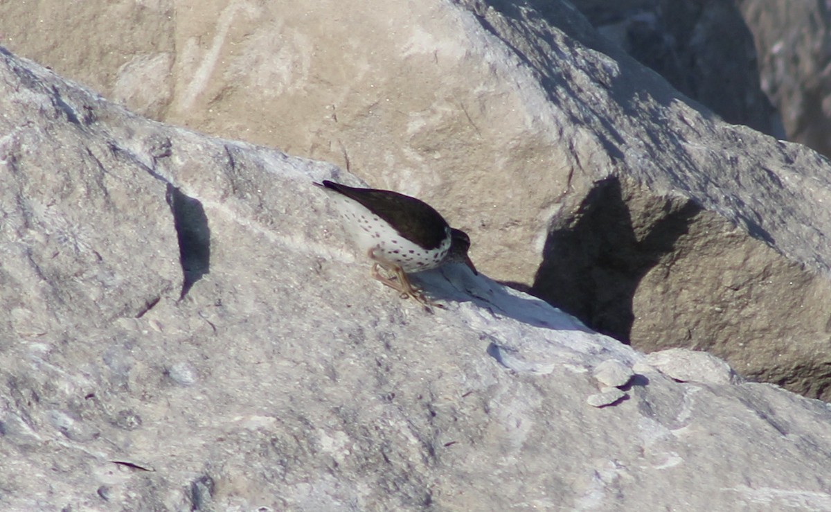 Spotted Sandpiper - ML338490021