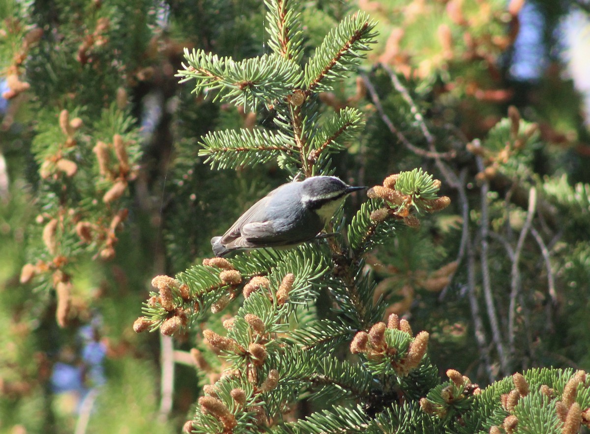 Red-breasted Nuthatch - ML338490351