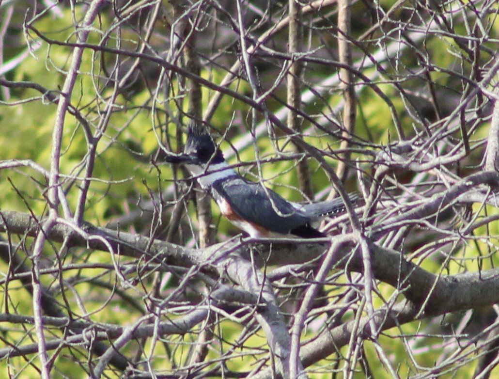 Belted Kingfisher - ML338490941