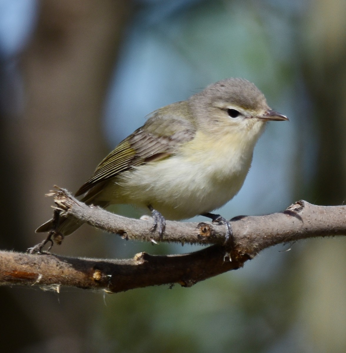 Warbling Vireo - Regis Fortin