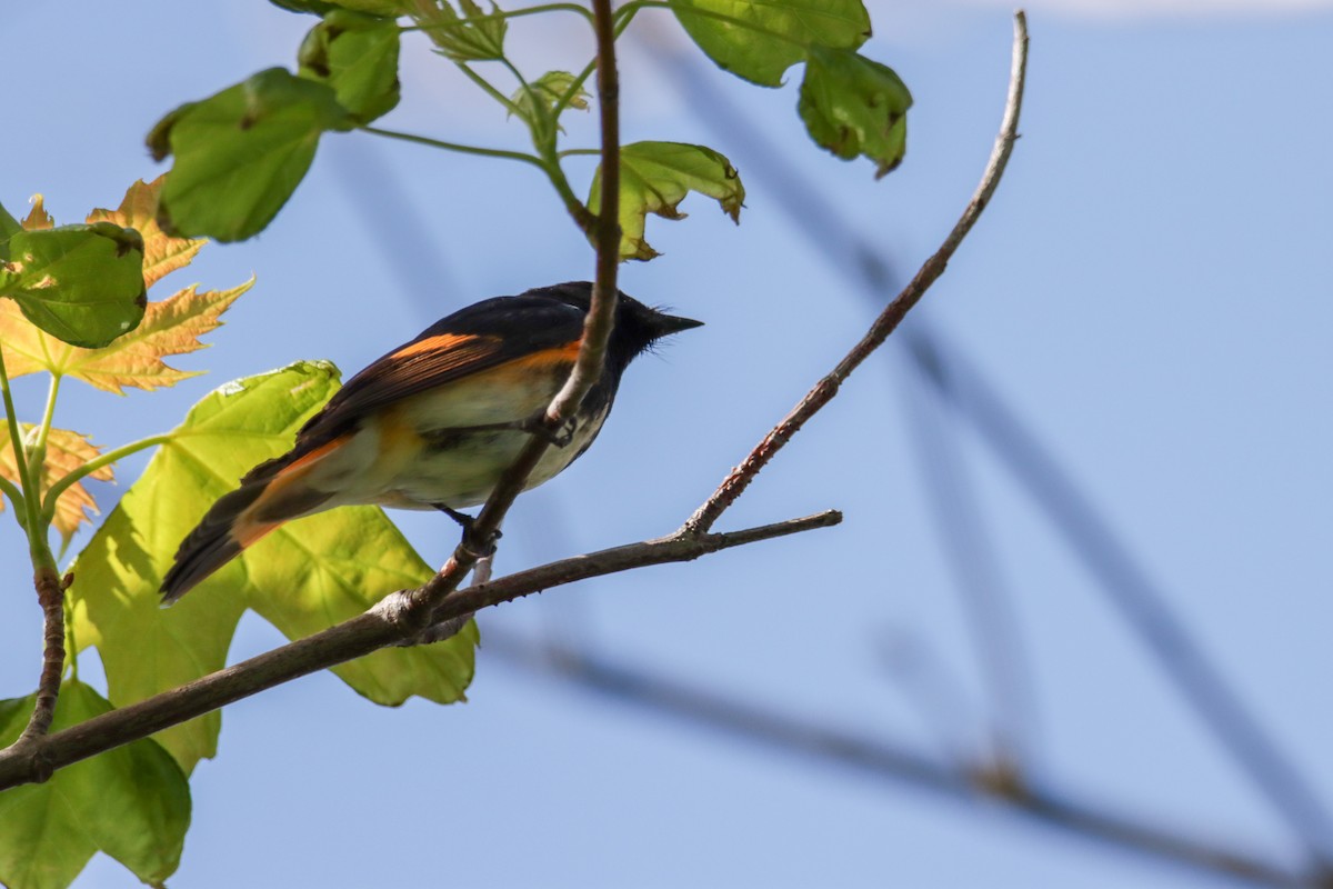 American Redstart - Sean  Salazar