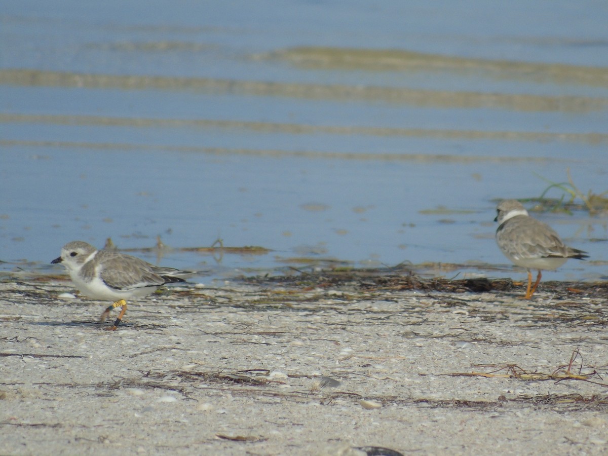 Piping Plover - ML33849331