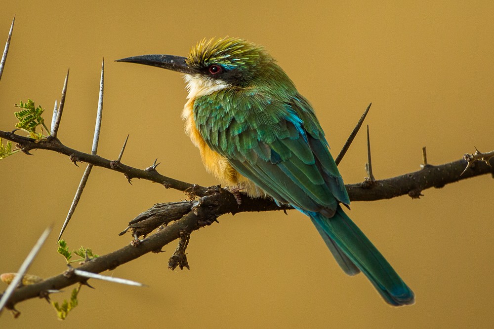 Somali Bee-eater - ML338493381