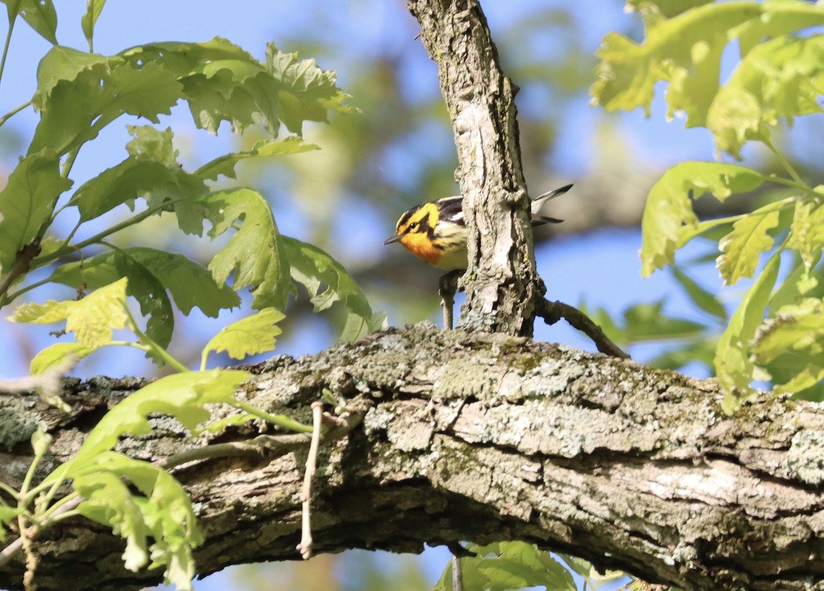 Blackburnian Warbler - ML338496691