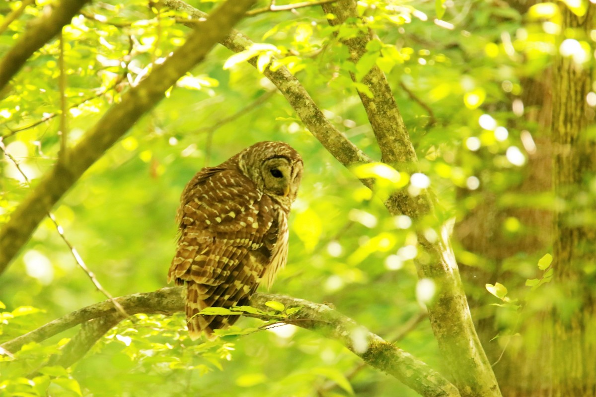 Barred Owl - ML338496911