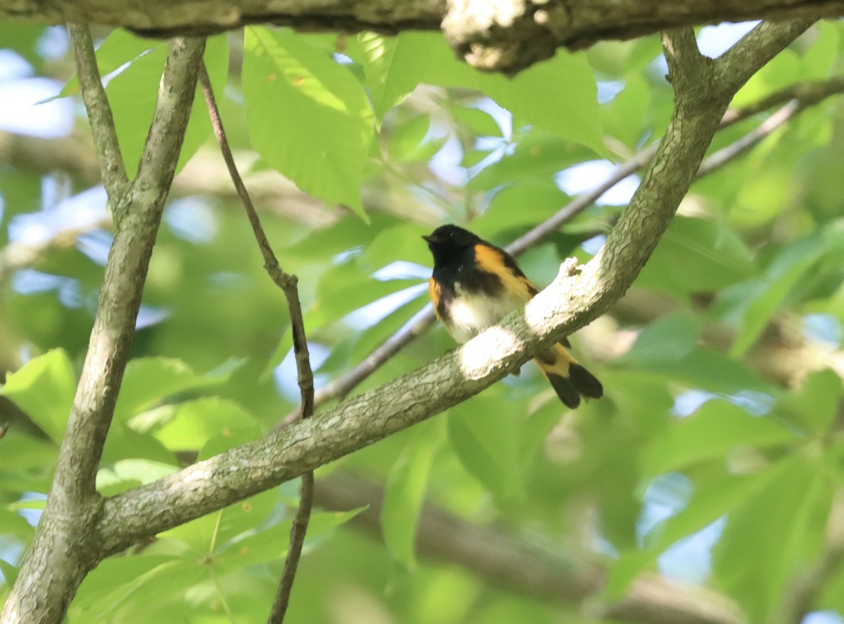 American Redstart - ML338497061