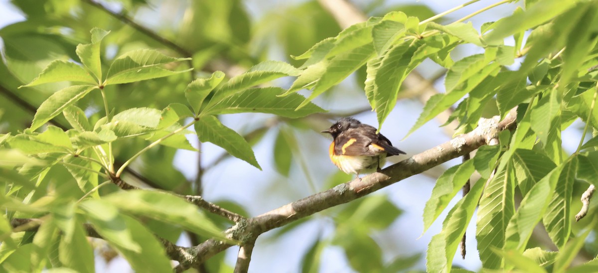 American Redstart - ML338497081