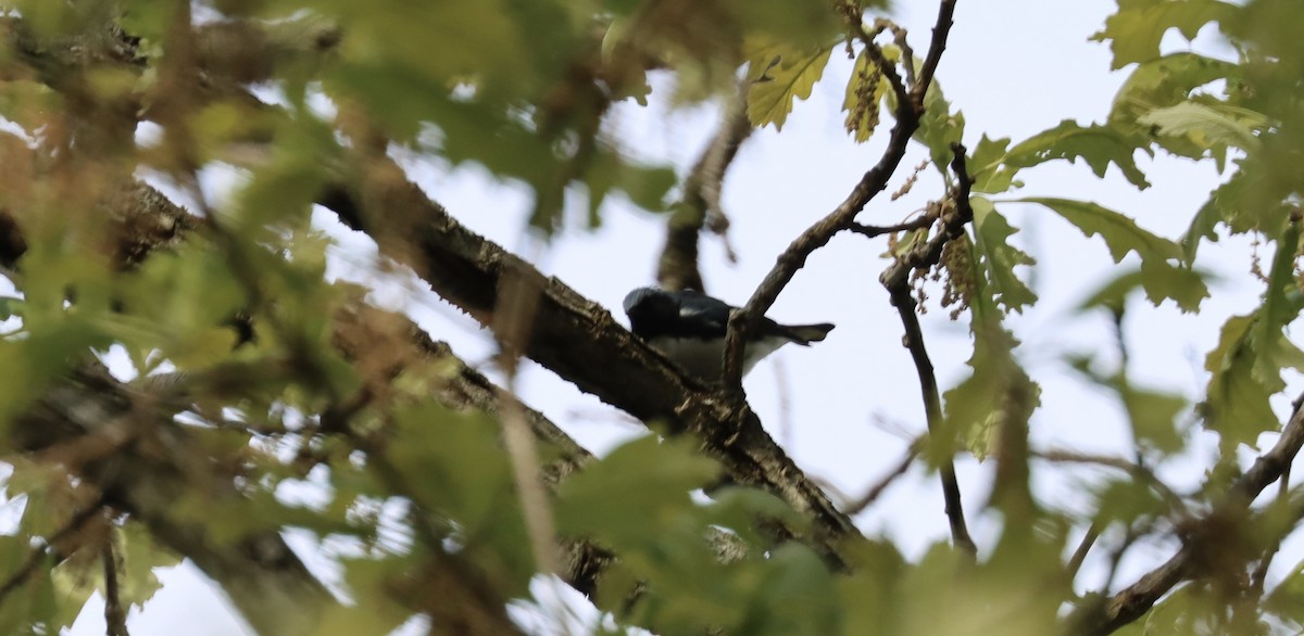 Black-throated Blue Warbler - ML338497201