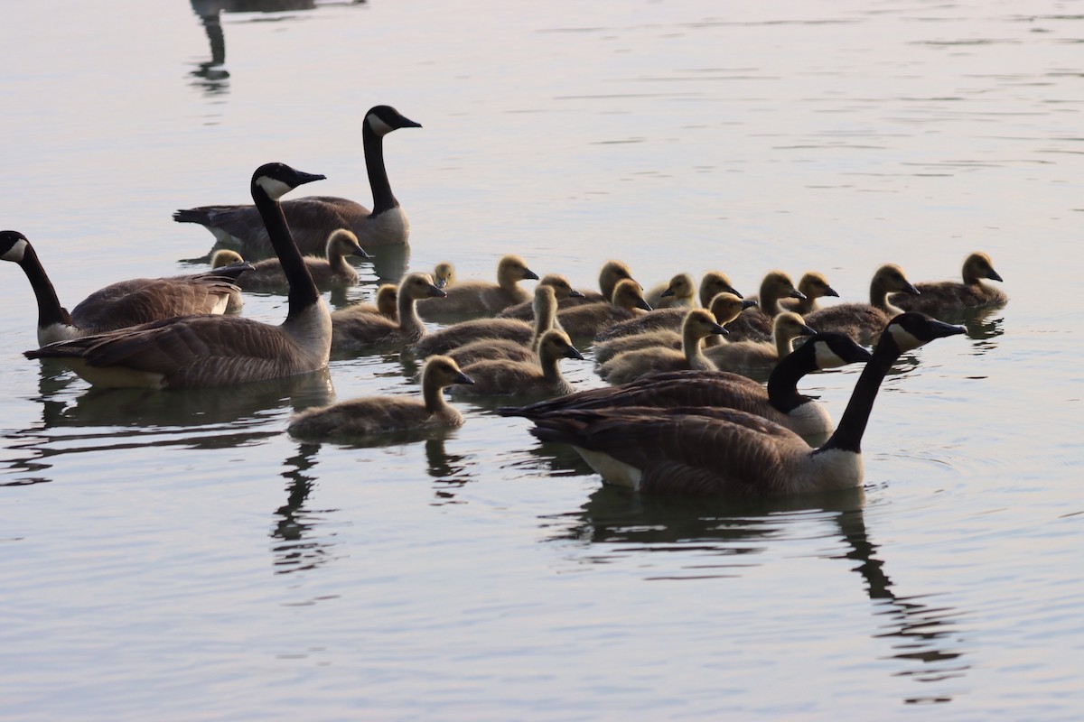 Canada Goose - Lisa Benjamin