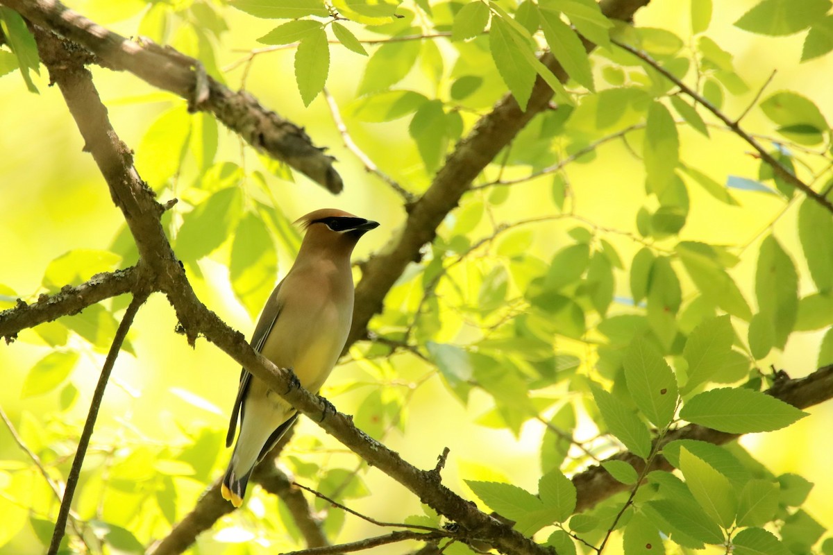 Cedar Waxwing - ML338497471