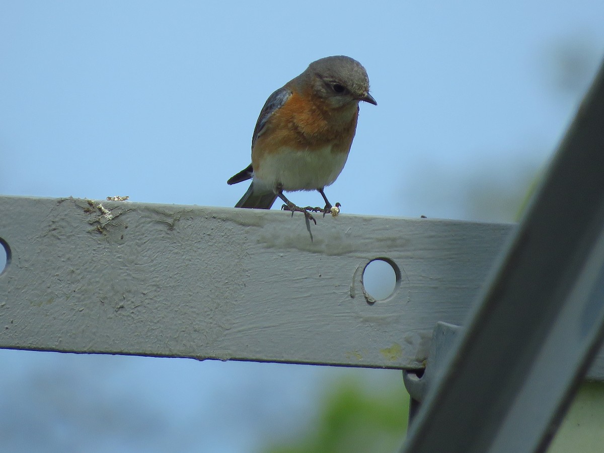 Eastern Bluebird - ML338498371