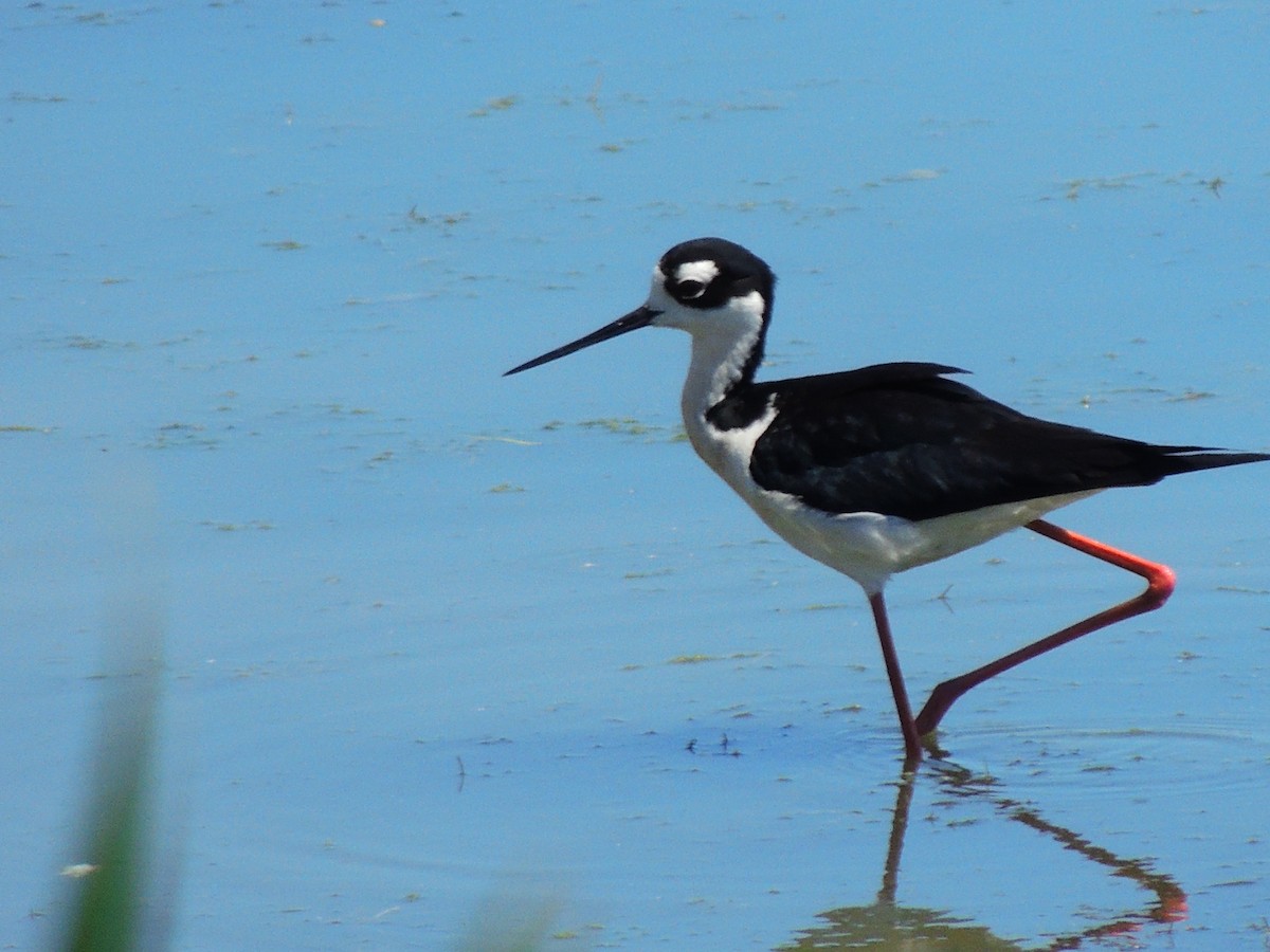 Black-necked Stilt - Roger Lambert