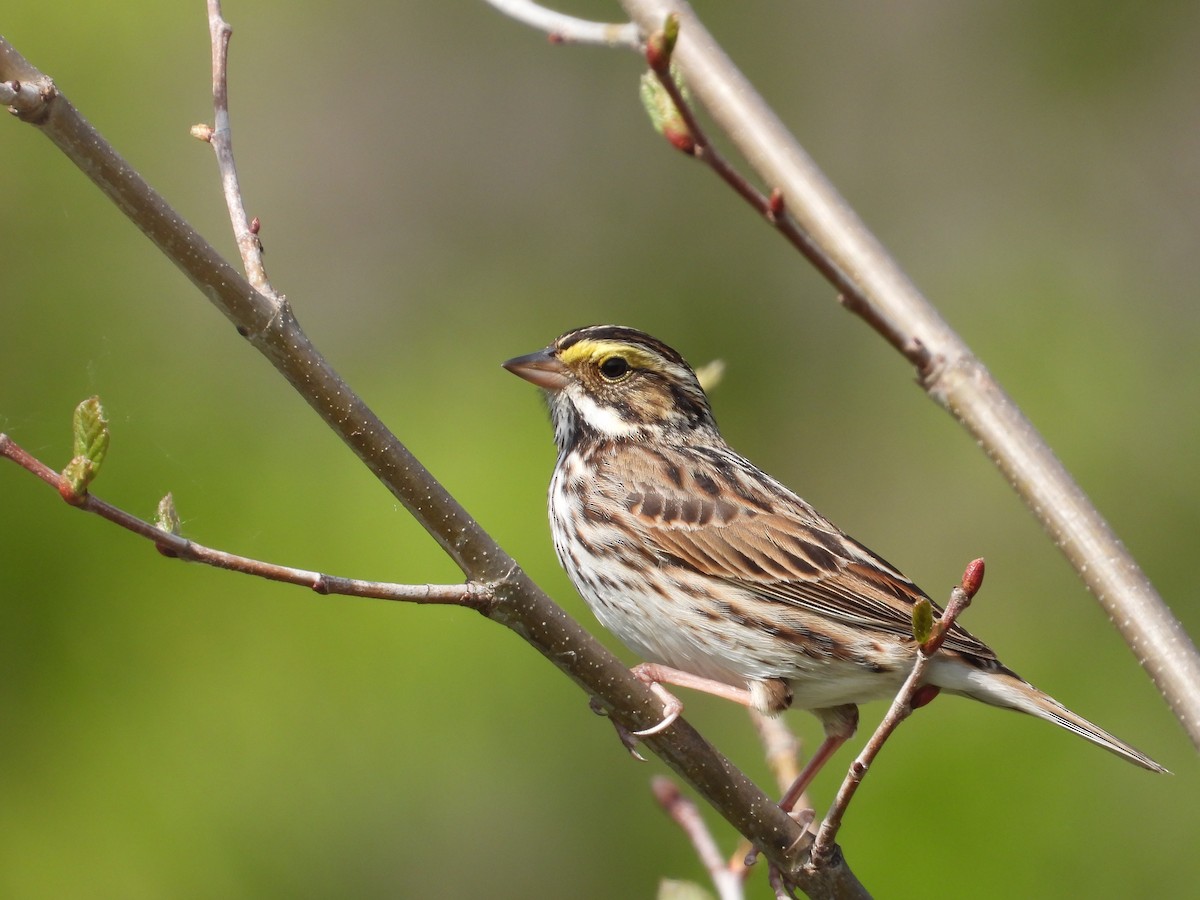 Savannah Sparrow - ML338501831