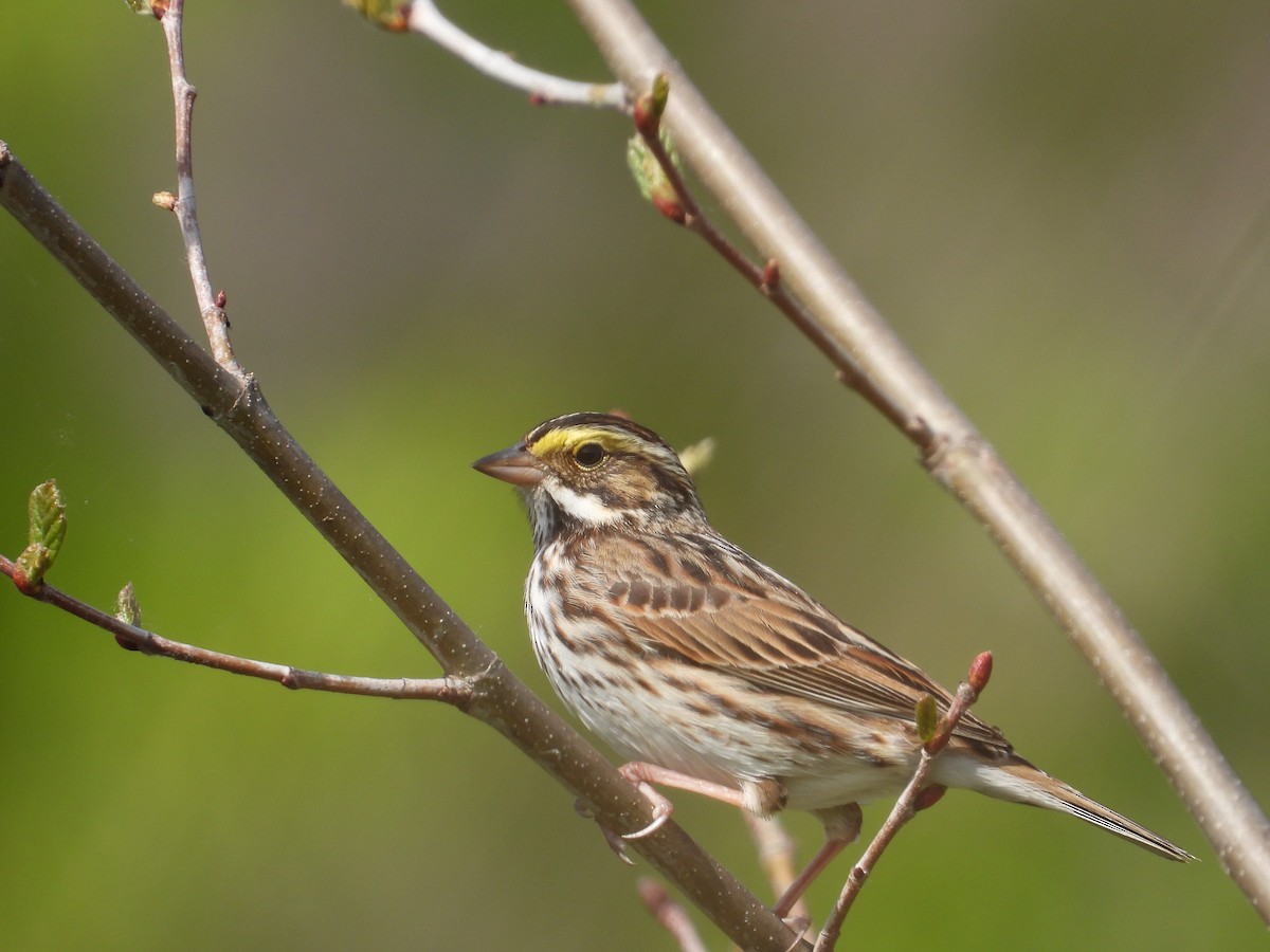 Savannah Sparrow - ML338501861