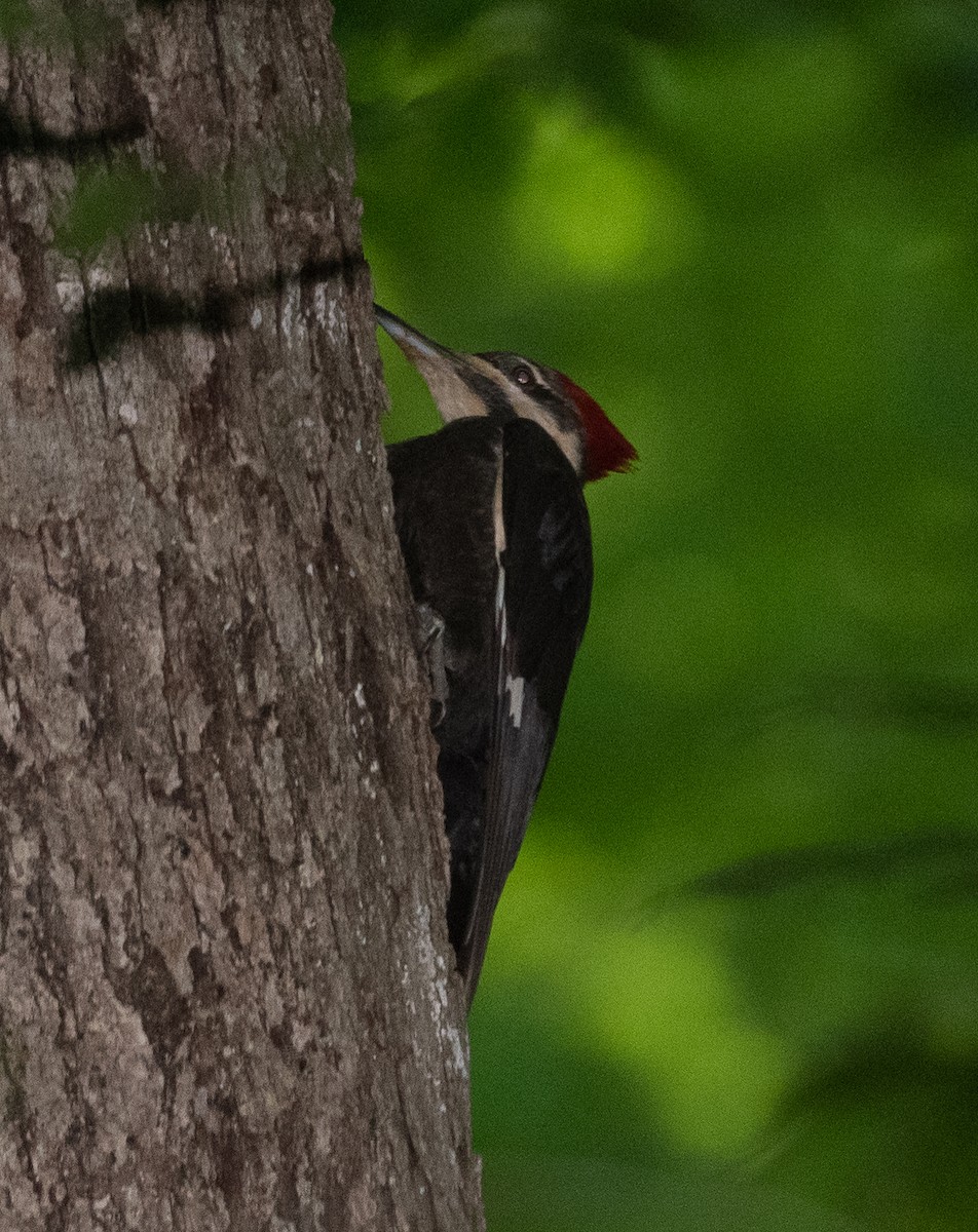 Pileated Woodpecker - ML338503201