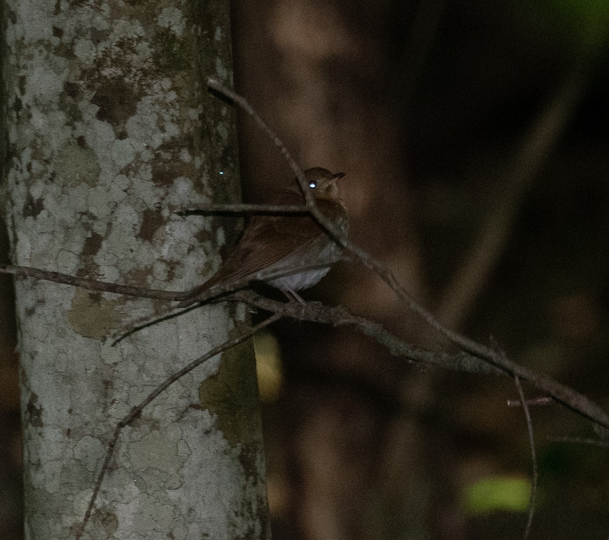 Veery - ML338503551