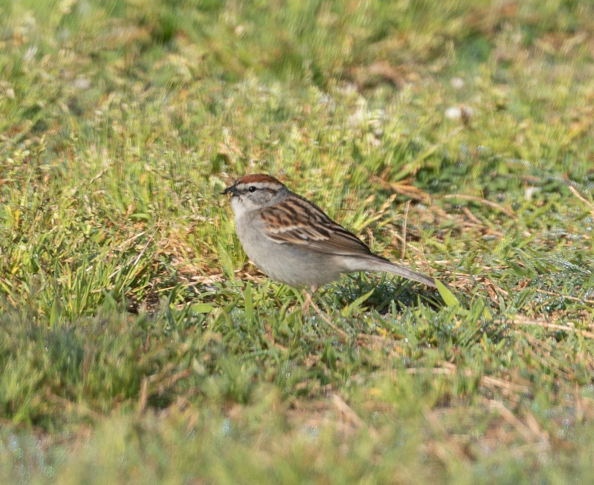 Chipping Sparrow - ML338503691