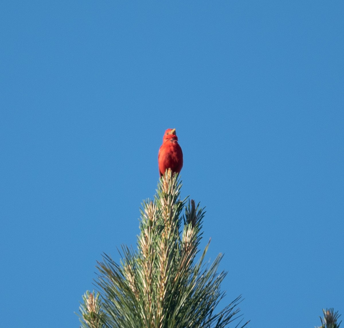 Summer Tanager - ML338503731