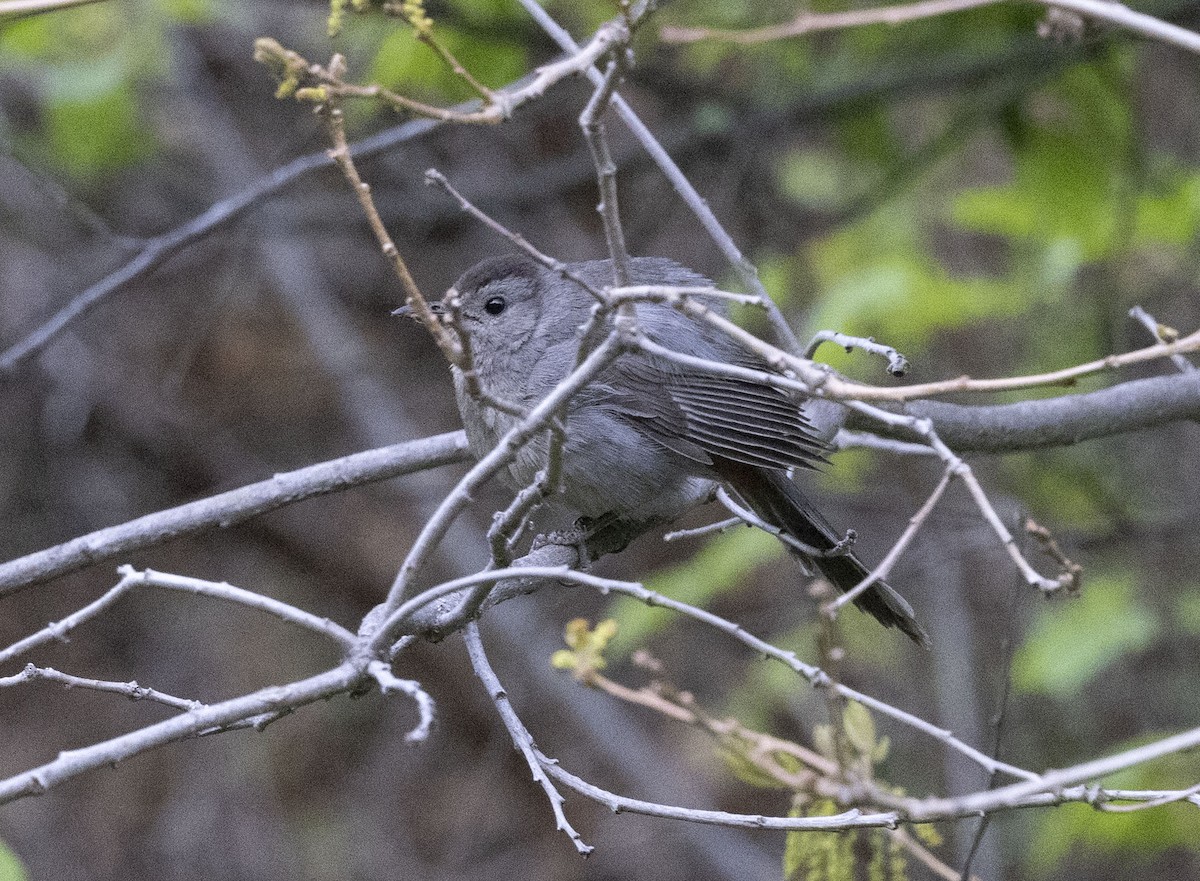 Pájaro Gato Gris - ML338504031