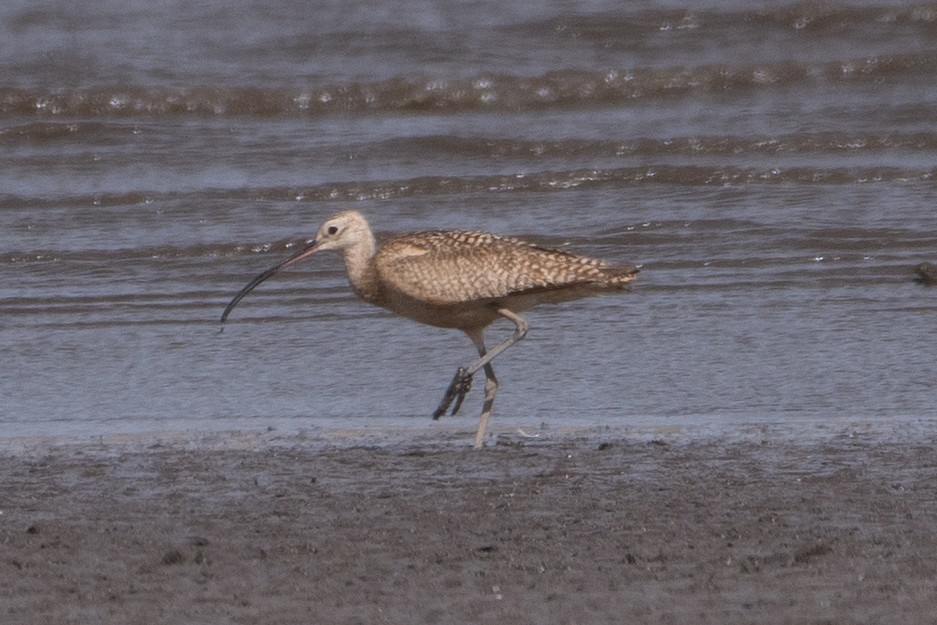 Rostbrachvogel - ML338504191