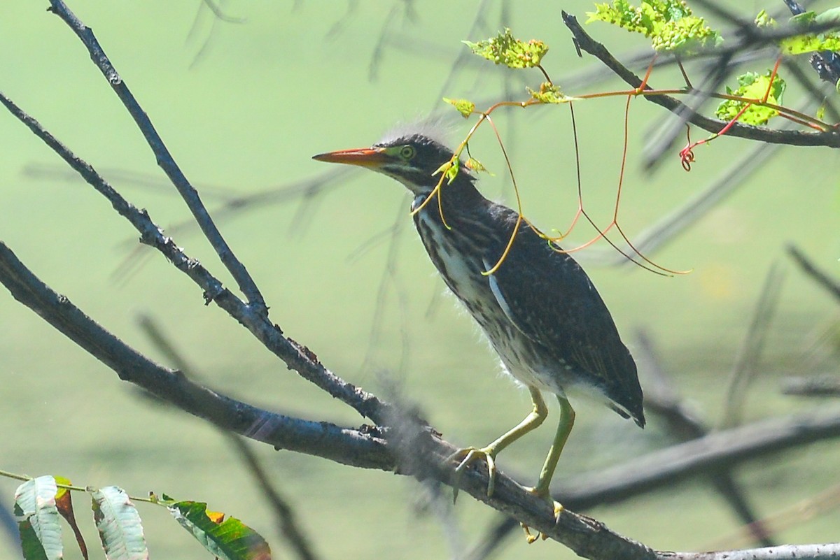 Green Heron - George Chiu